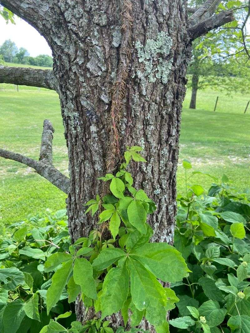 Virginia Creeper