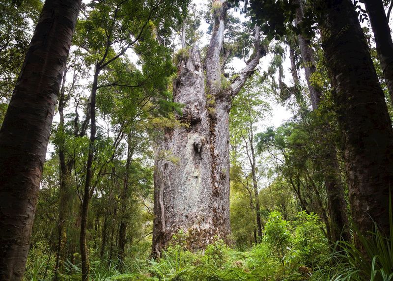 Waipoua Forest, New Zealand