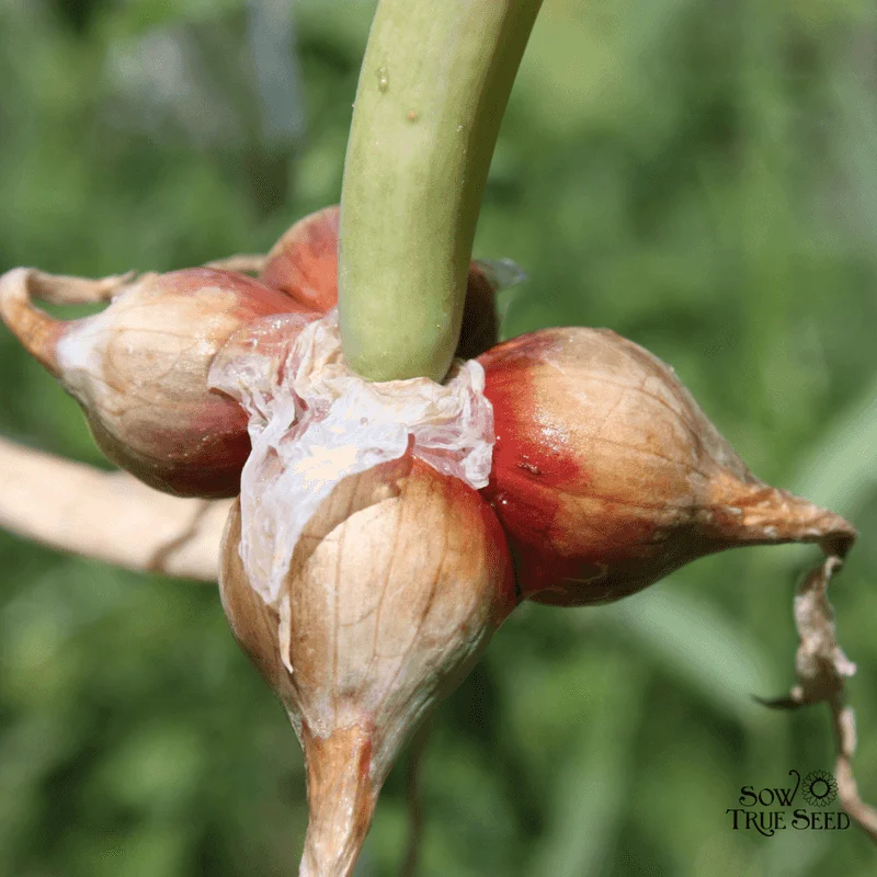 Walking Onion