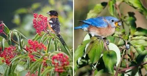 Want More Birds in Your Yard? Plant These 21 Berried Beauties