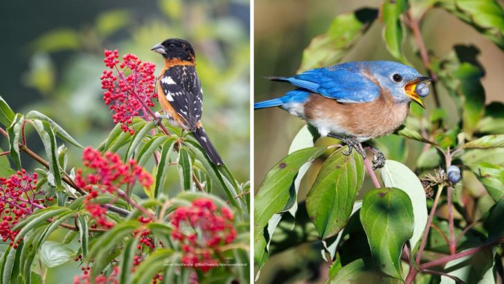 Want More Birds in Your Yard? Plant These 21 Berried Beauties