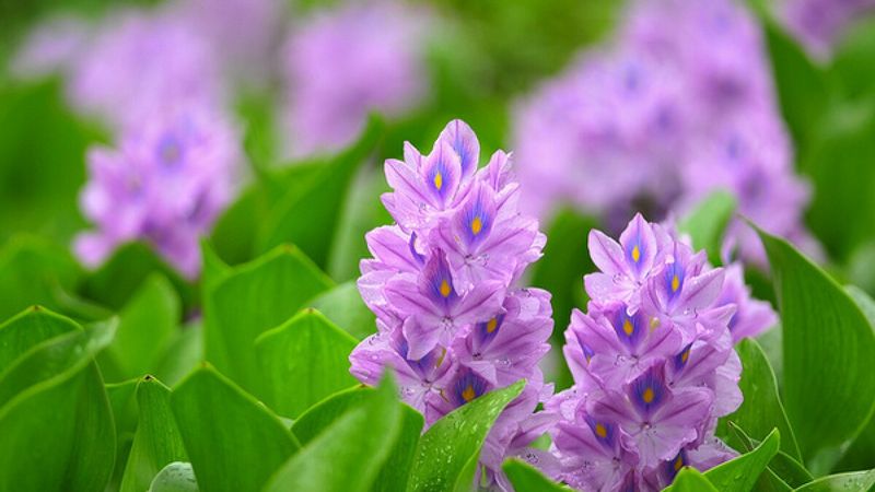 Water Hyacinth