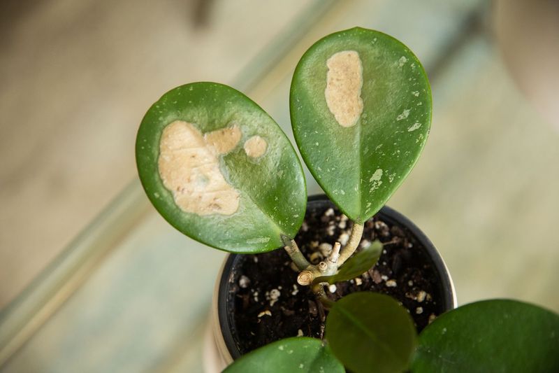 Watering in Direct Sunlight Causes Leaf Burn