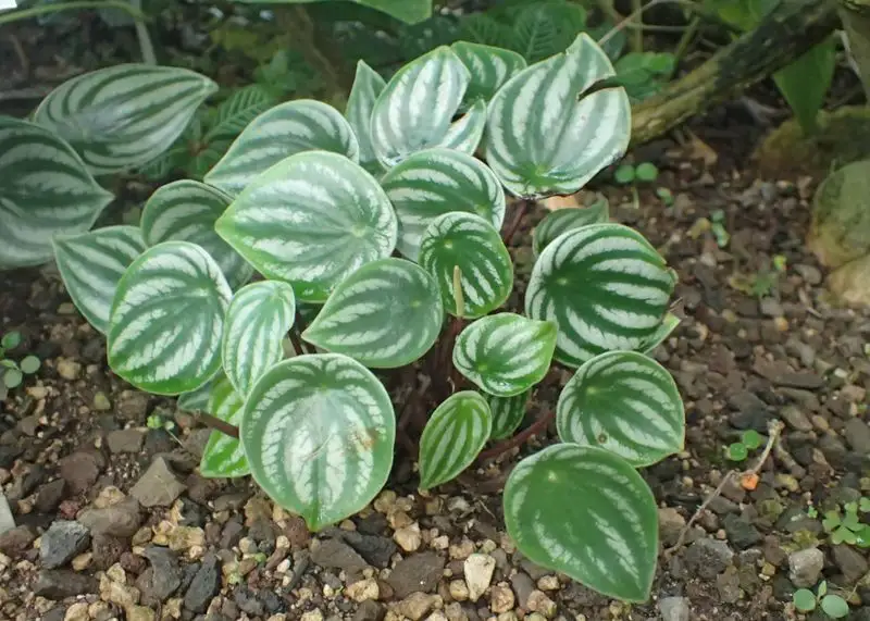 Watermelon Peperomia