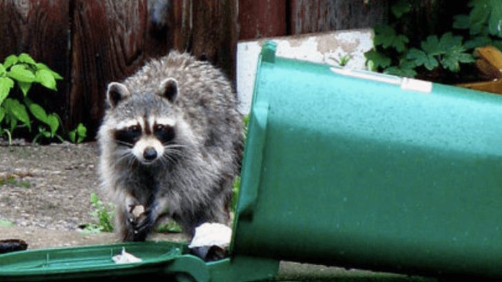 10 Ways To Stop Raccoons From Invading Your Backyard