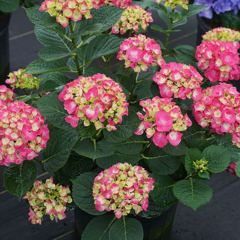 Wee Bit Giddy Hydrangea