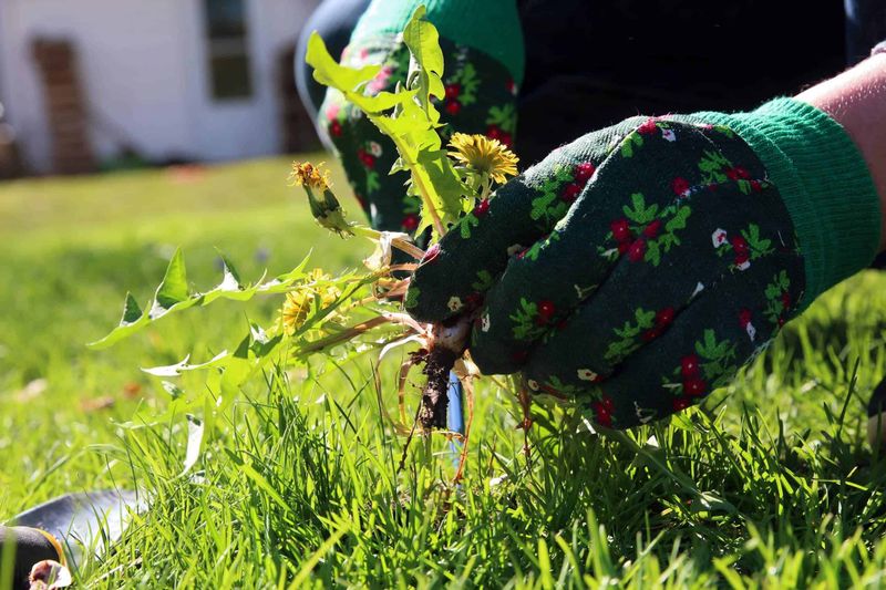 Weed Control