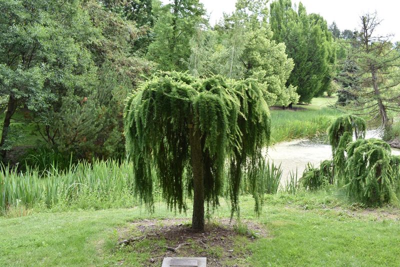 Weeping Larch