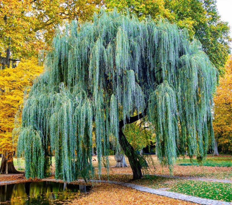 Weeping Willow