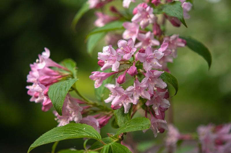 Weigela