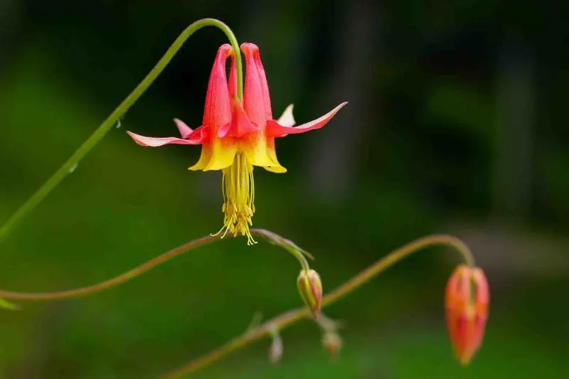 Western Columbine