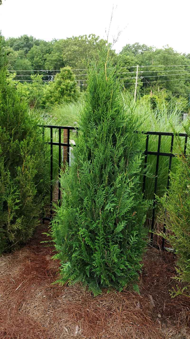 Western Red Cedar