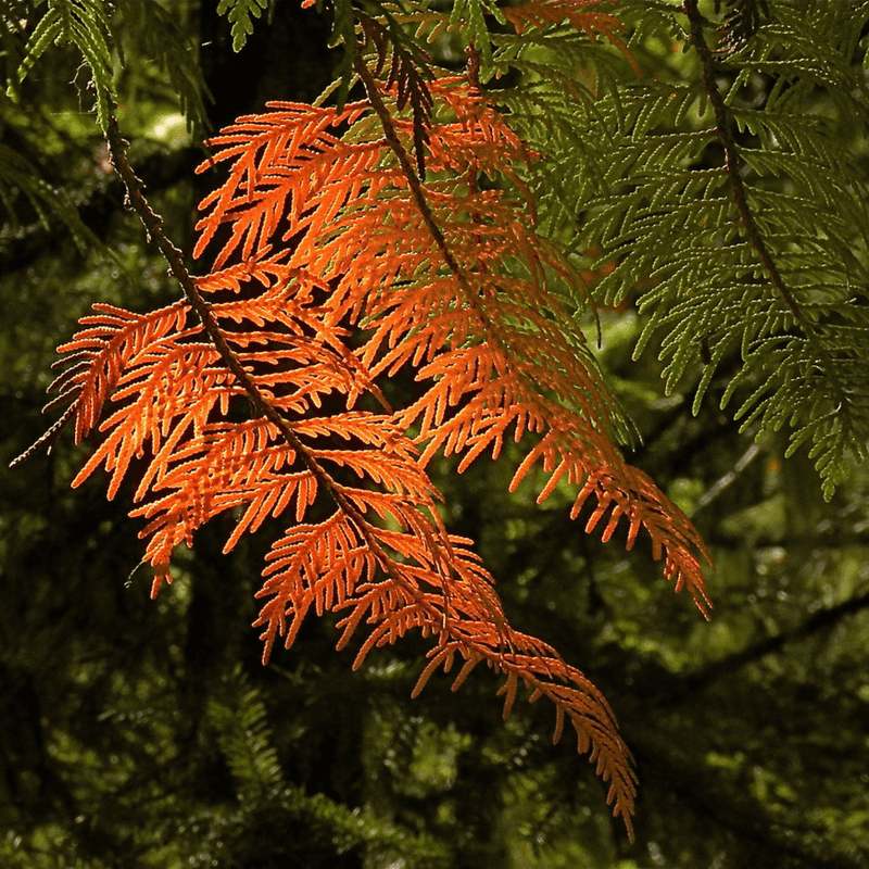 Western Red Cedar