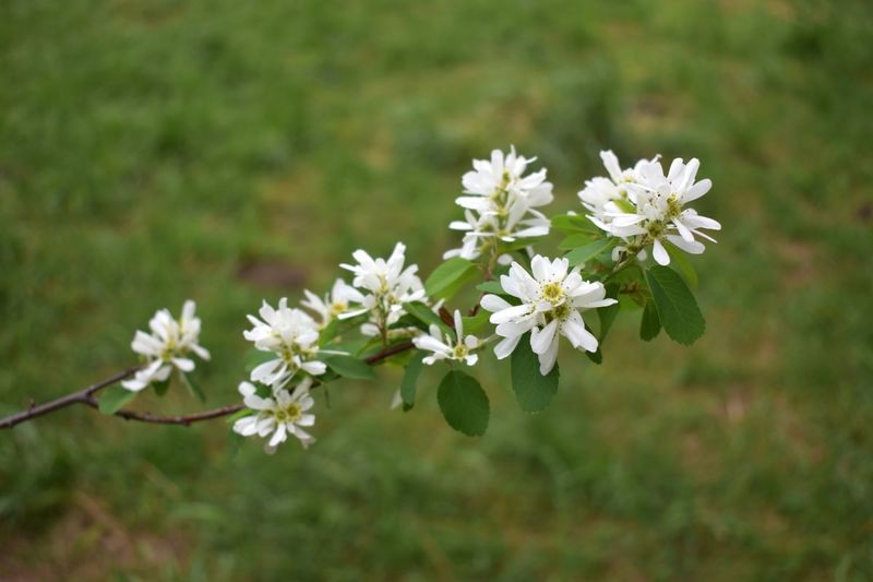 Western Serviceberry