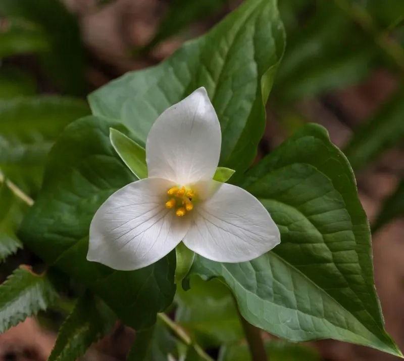 Western Trillium