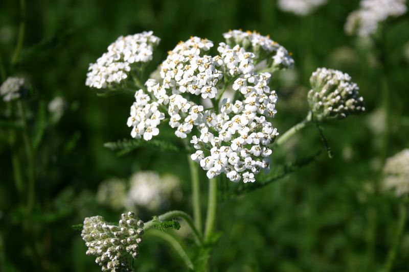 Western Yarrow