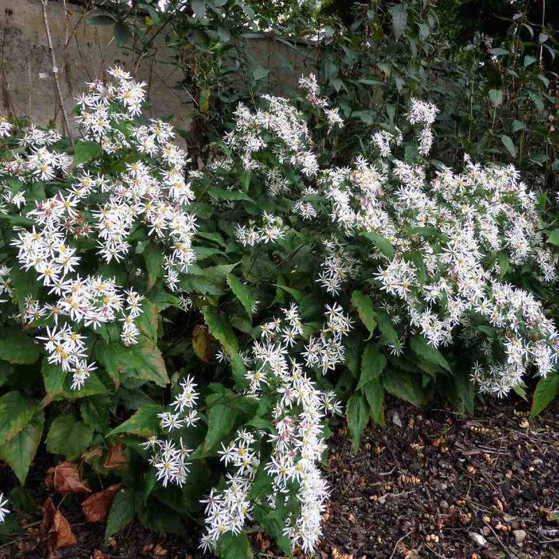 White Wood Aster