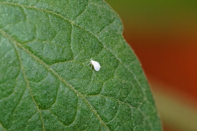 Whiteflies