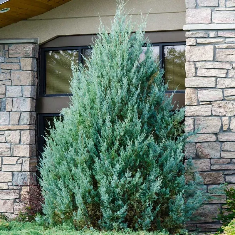 Wichita Blue Juniper