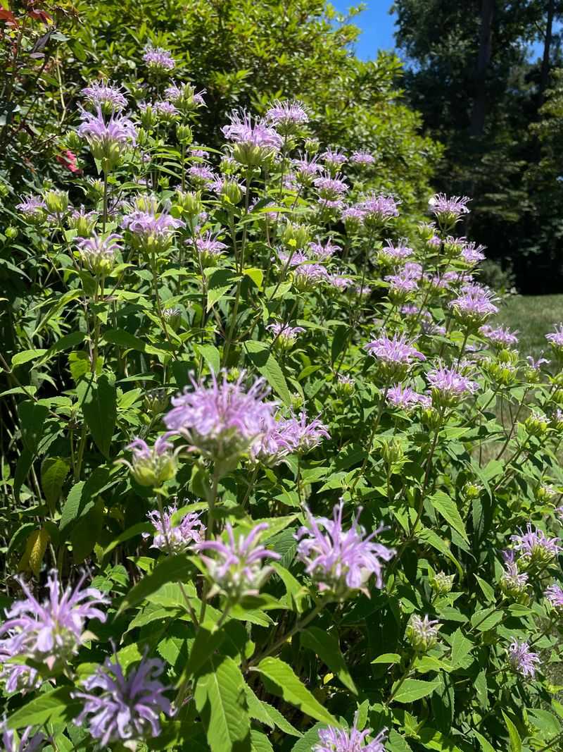 Wild Bergamot