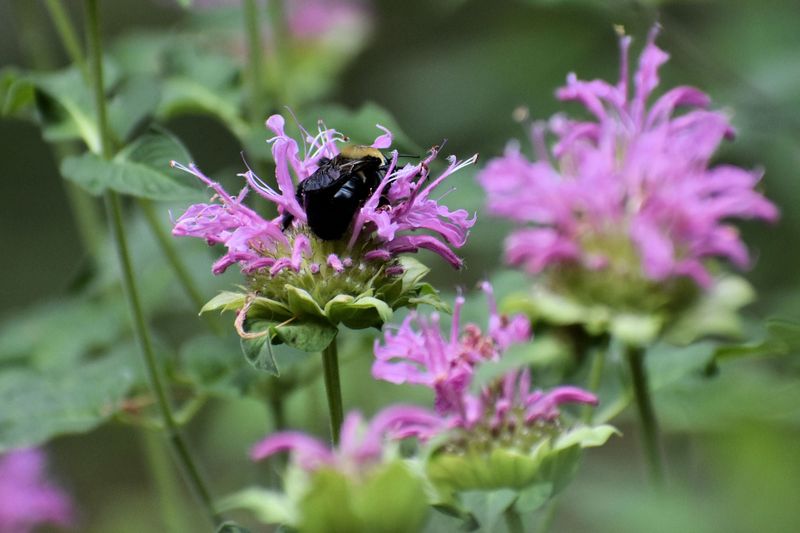 Wild Bergamot