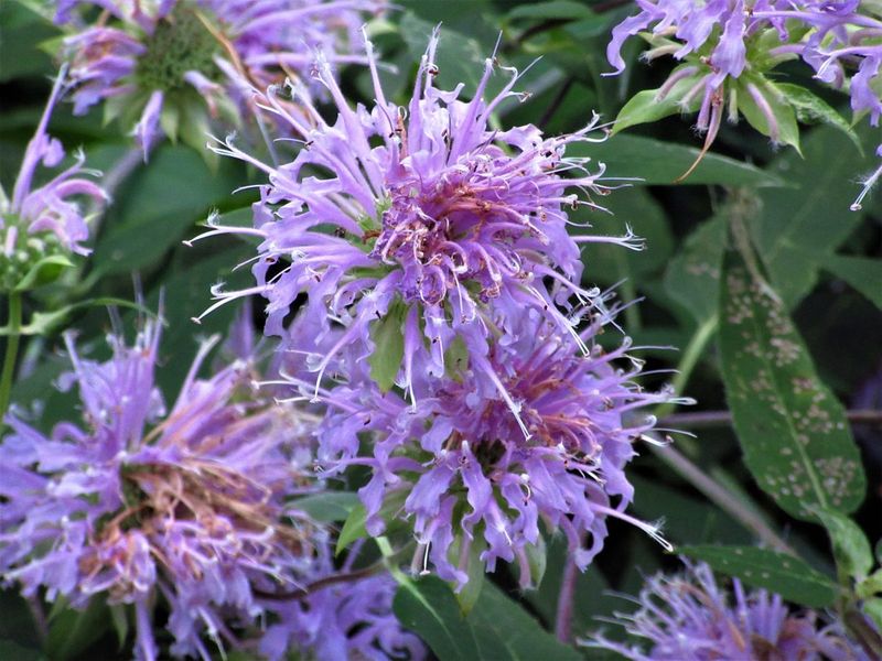 Wild Bergamot