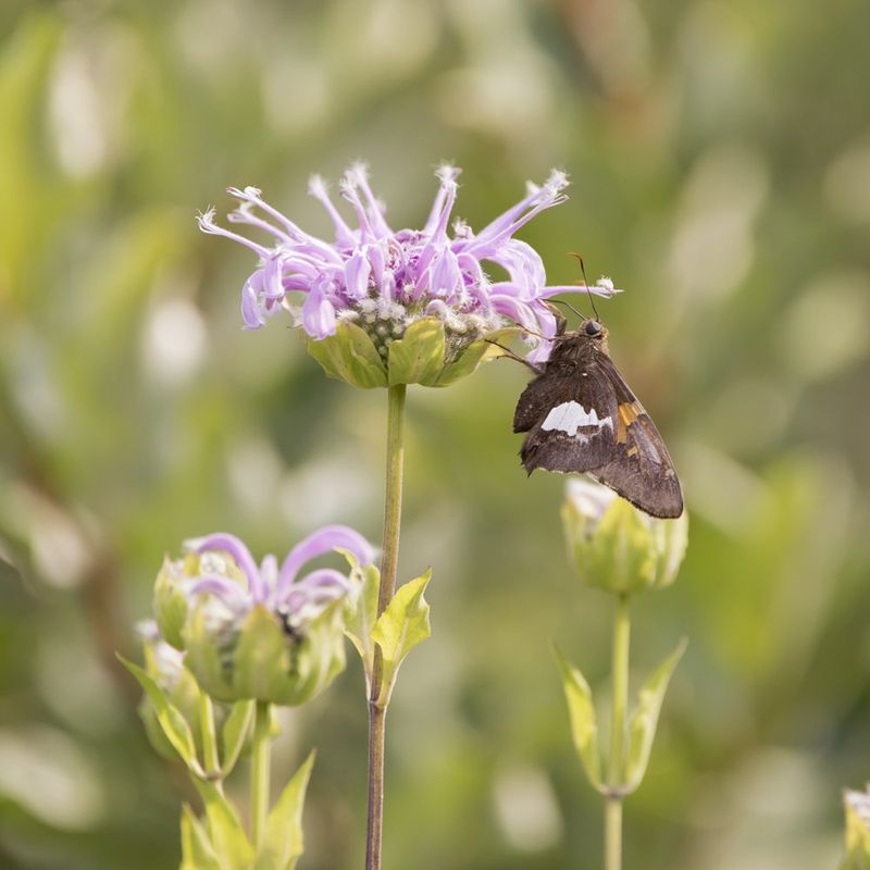 Wild Bergamot