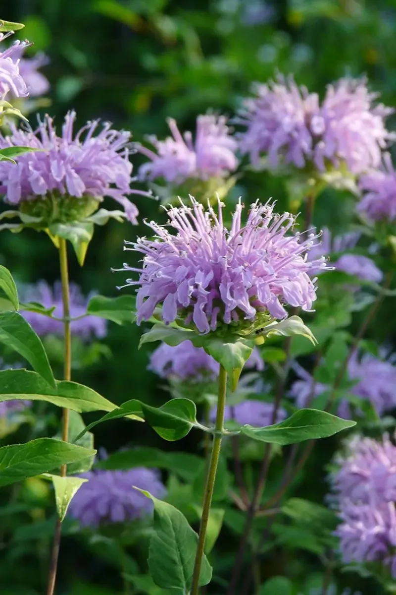 Wild Bergamot