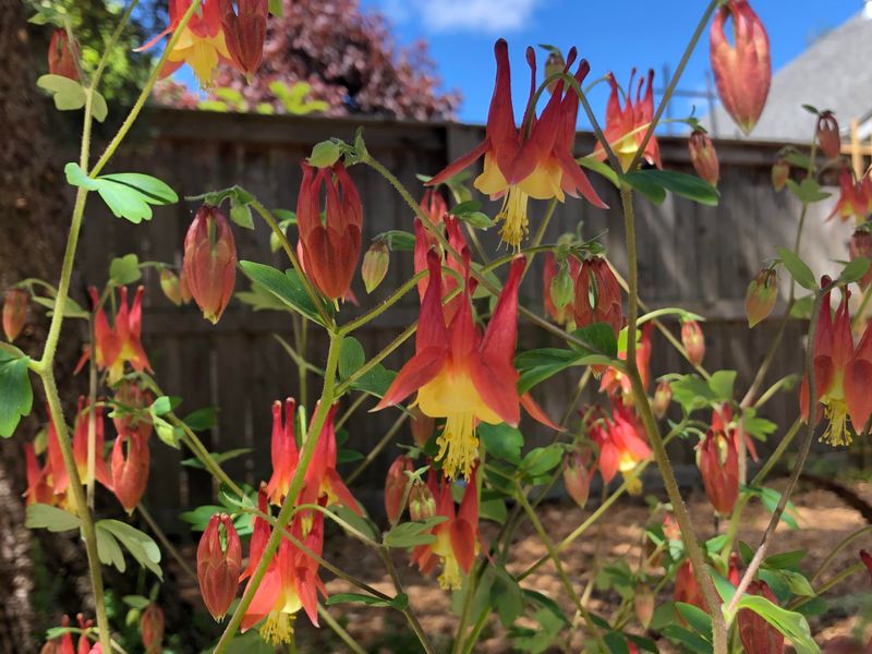 Wild Columbine