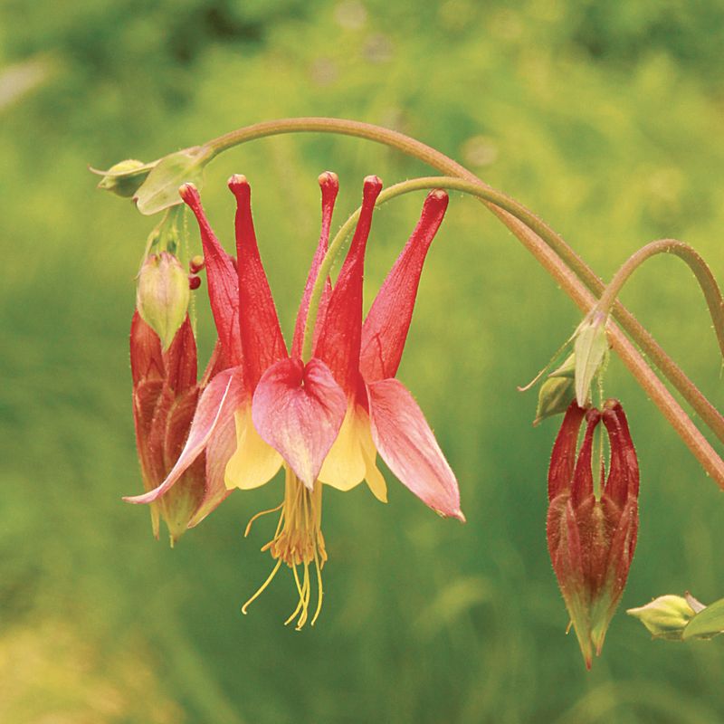 Wild Columbine