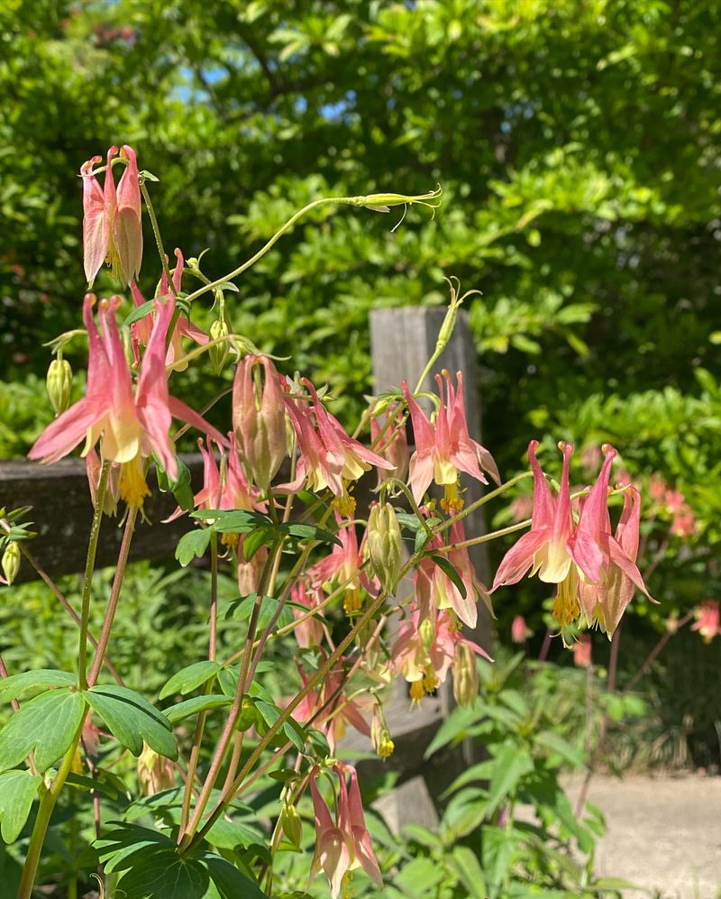 Wild Columbine