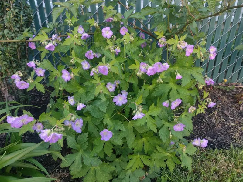 Wild Geranium