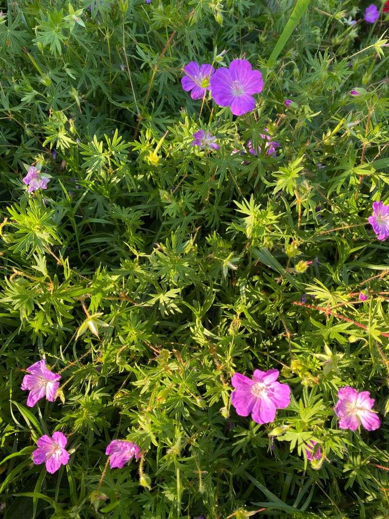 Wild Geranium