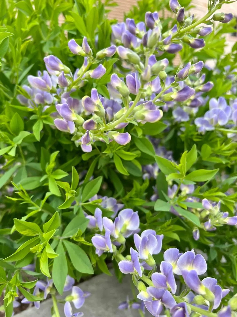 Wild Indigo