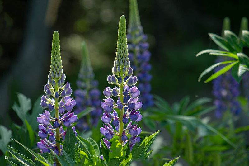 Wild Lupine