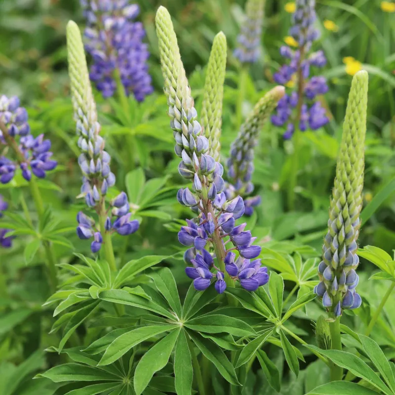 Wild Lupine