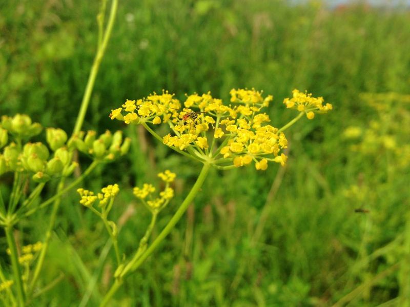 Wild Parsnip