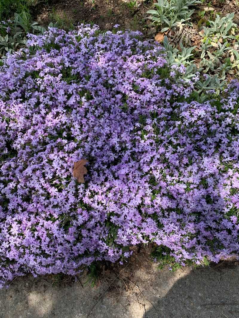 Wild Phlox