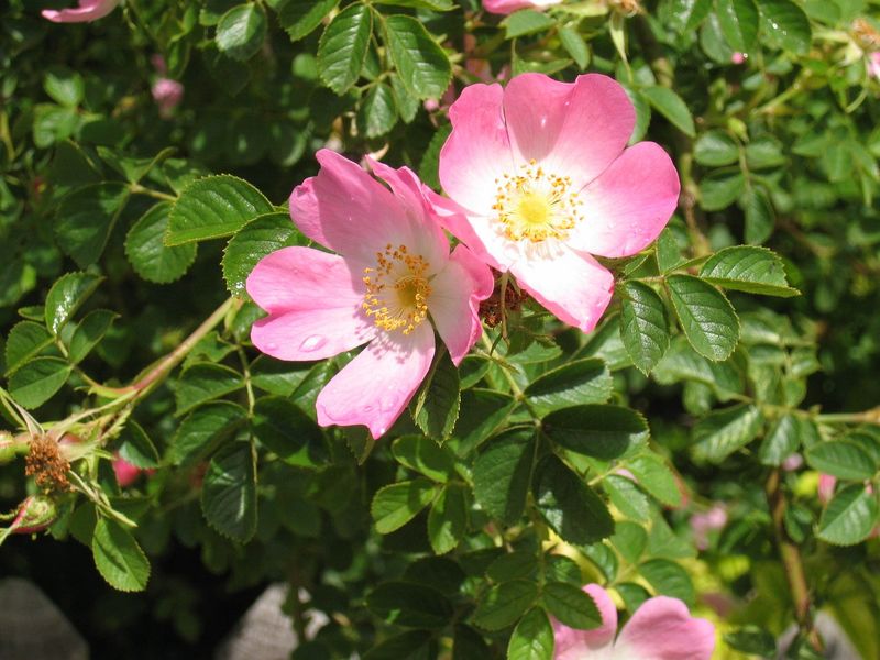 Wild Rose