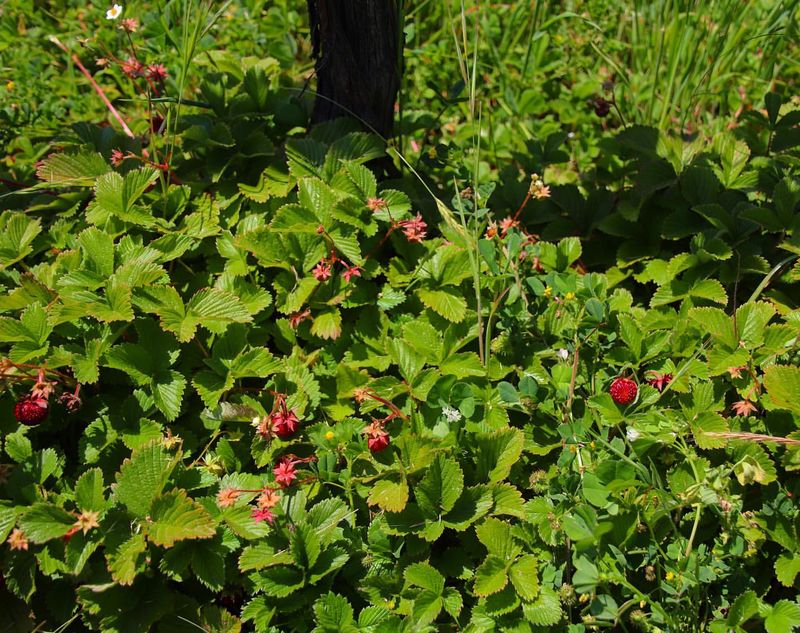 Wild Strawberry