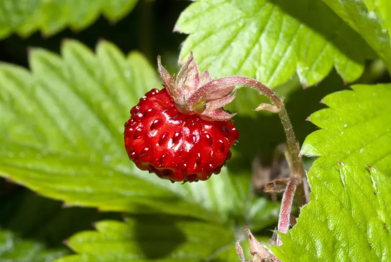 Wild Strawberry