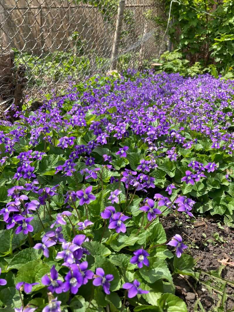 Wild Violets