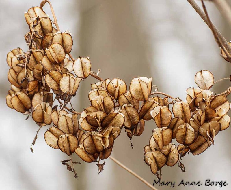 Wild Yam