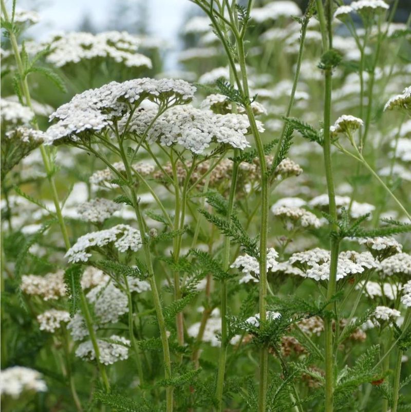 Wild Yarrow