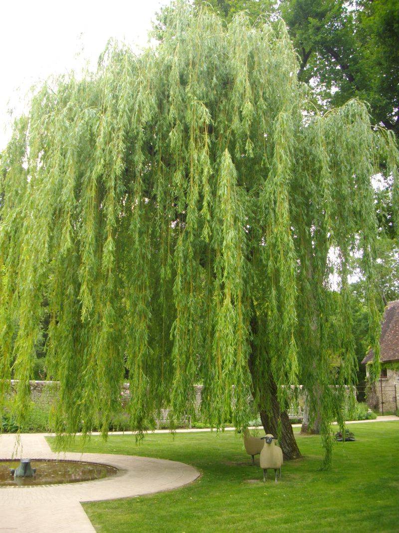 Willow Tree