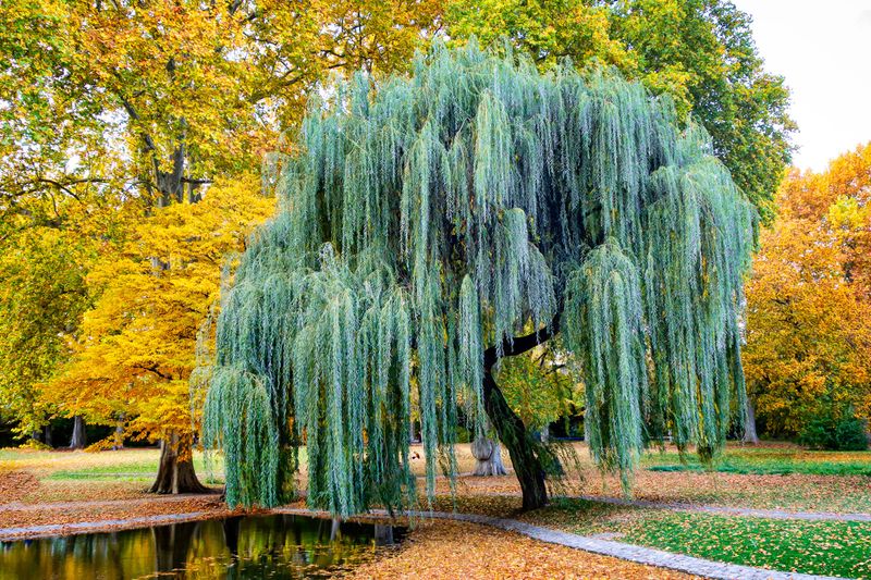 Willow Trees