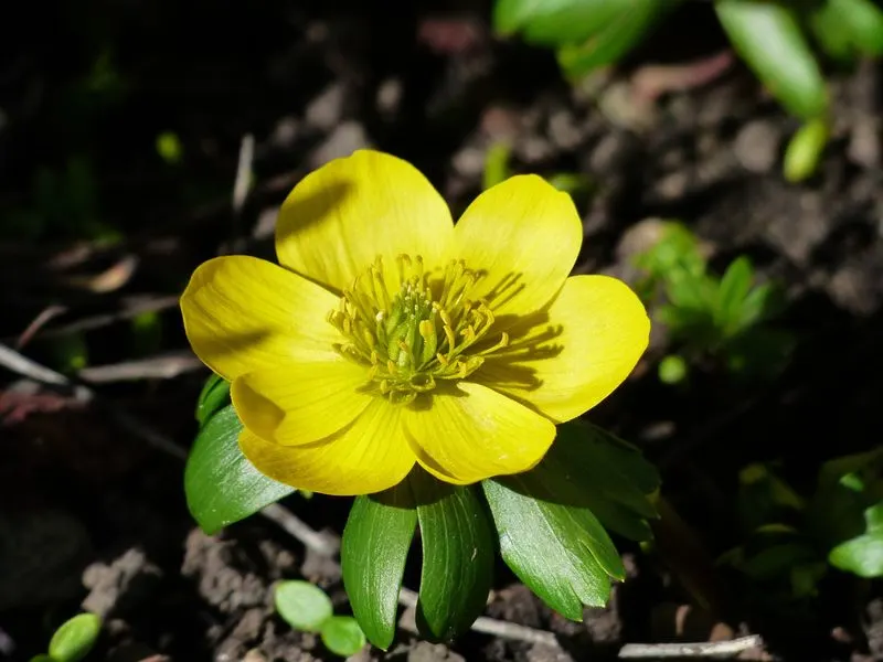 Winter Aconite