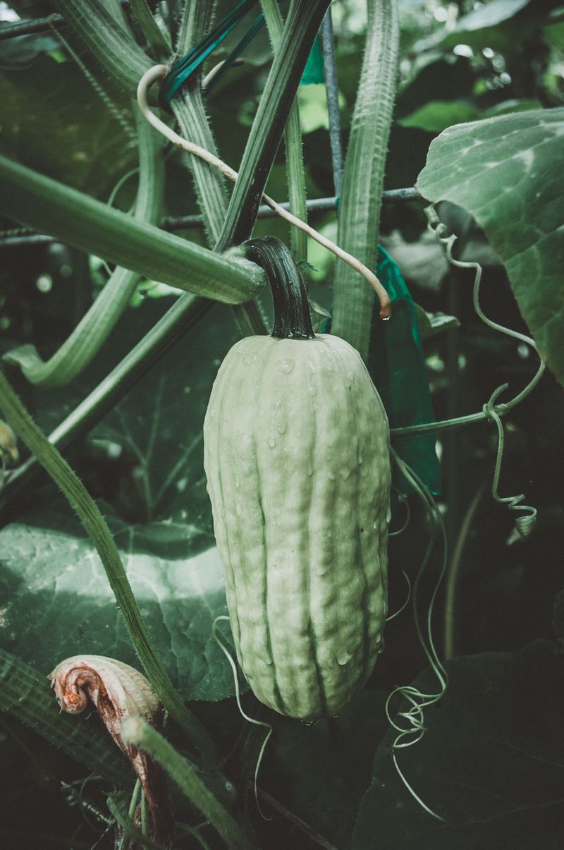 Winter Squash