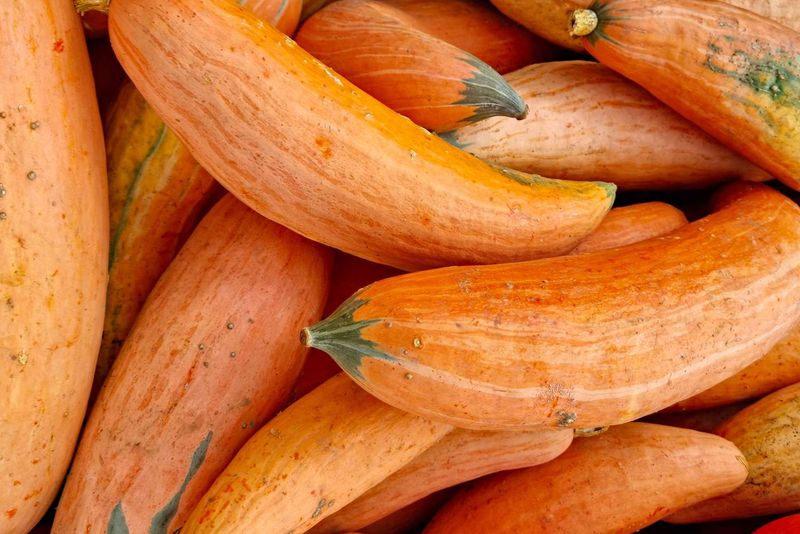 Winter Squash