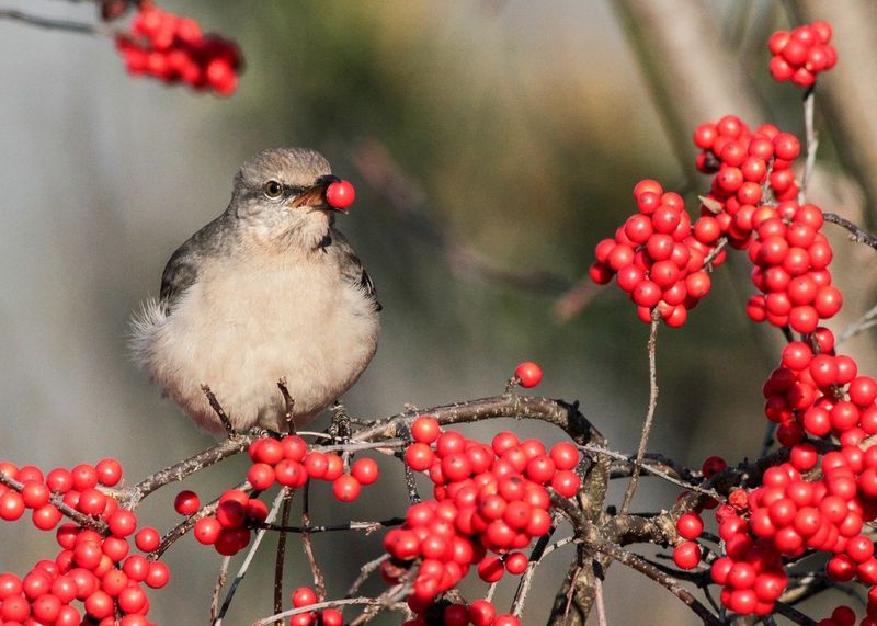 Winterberry